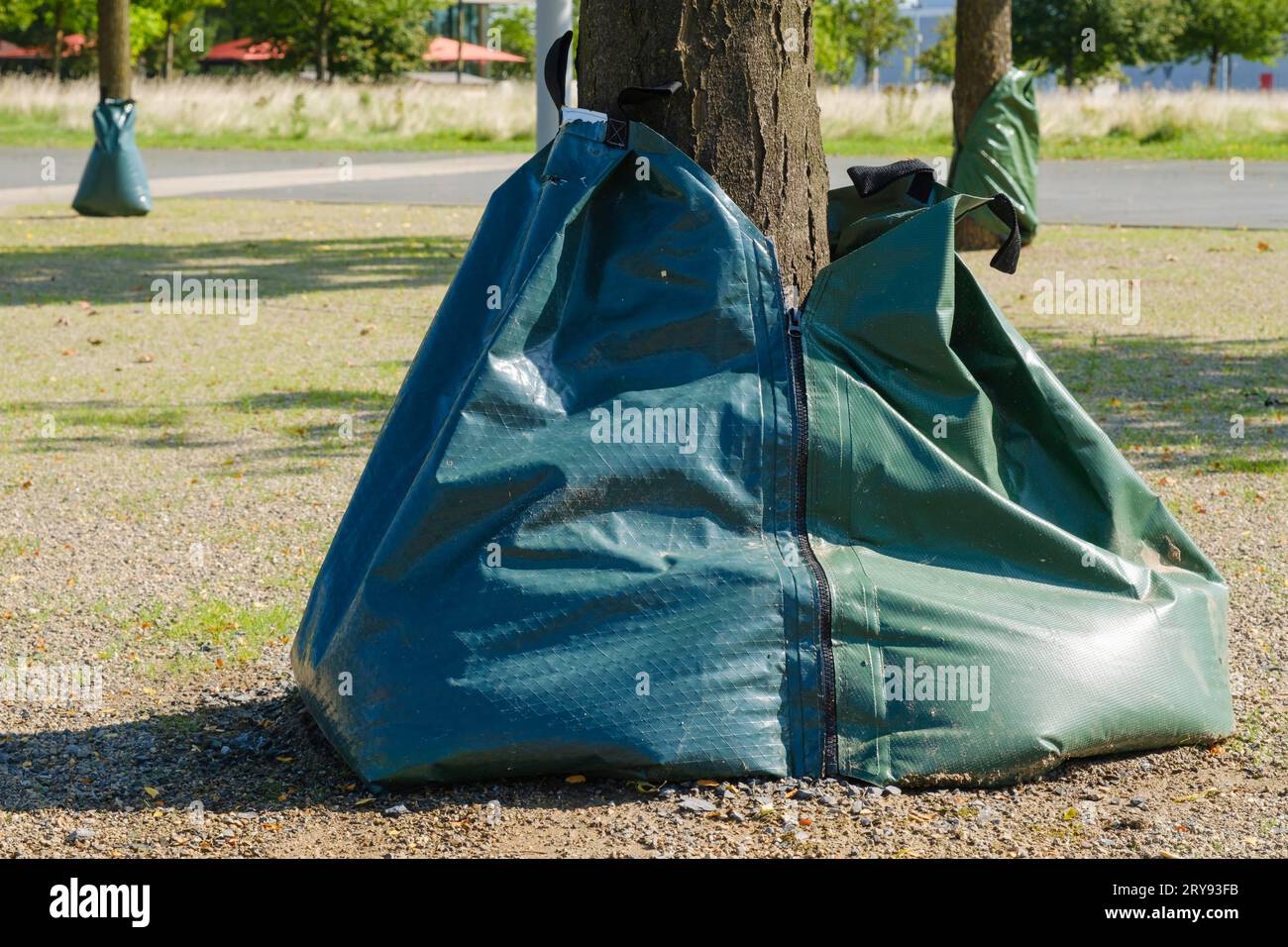 Irrigation bags on the tree, Ruhr tech kampus Essen, Essen, Ruhr area, North Rhine-Westphalia, Germany Stock Photo