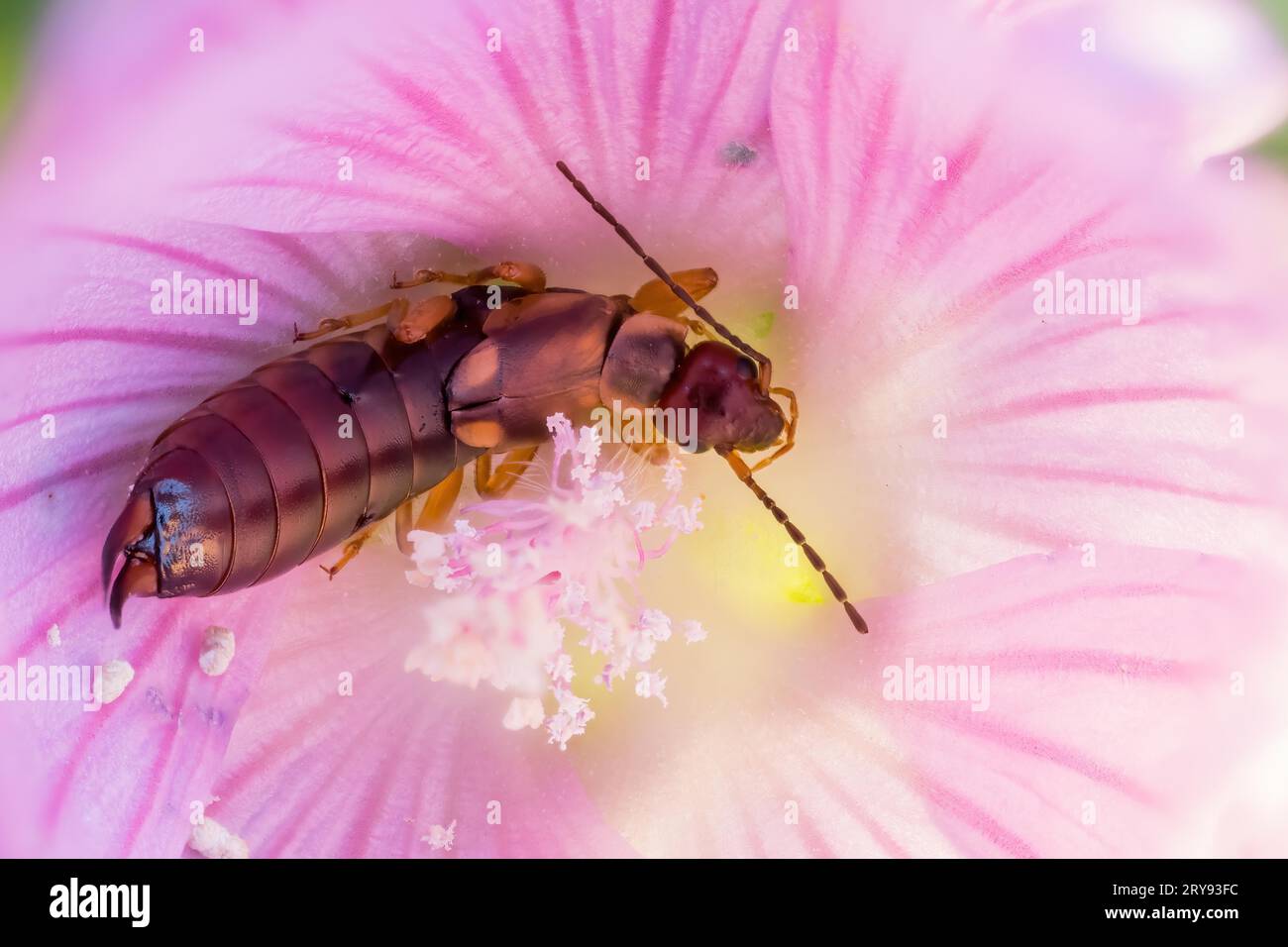 Common earwig (Forficula auricularia) in mallow flower (Malva sylvestris), Hesse, Germany Stock Photo