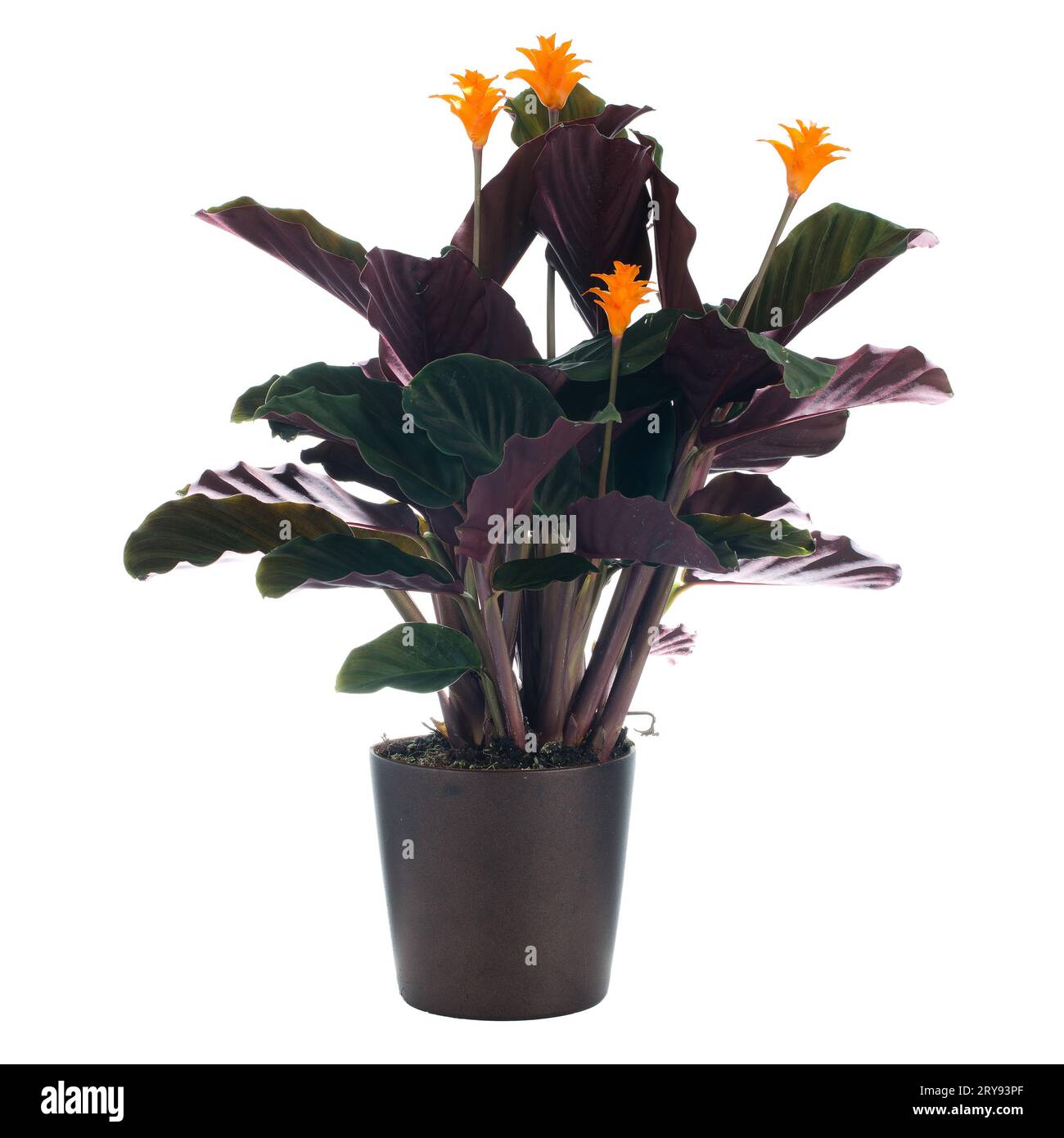 Calathea crocata flower hi-res stock photography and images - Alamy