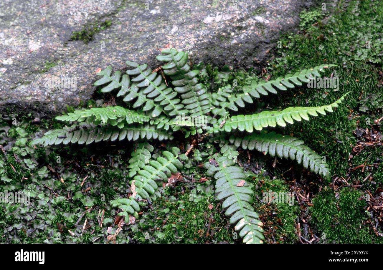 Fern, Bavarian green spleenwort (Asplenium viride), Germany Stock Photo