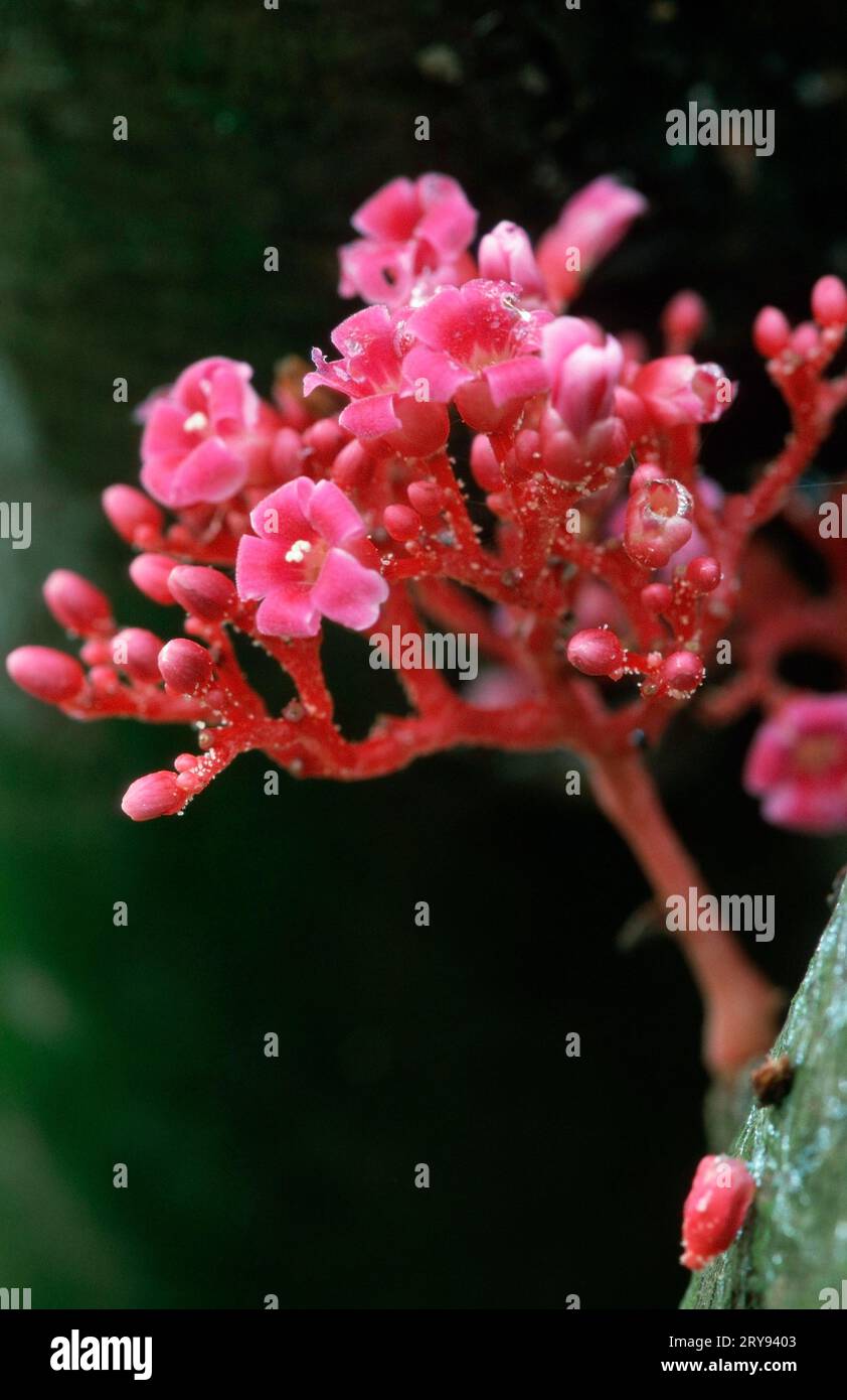 Carambola blossom hi-res stock photography and images - Alamy
