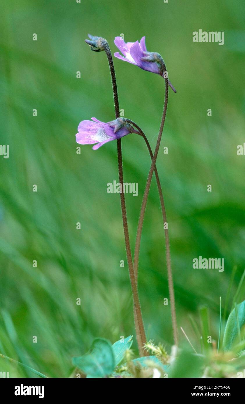 Common butterwort (Pinguicula vulgaris), Lofoten, Water hose family