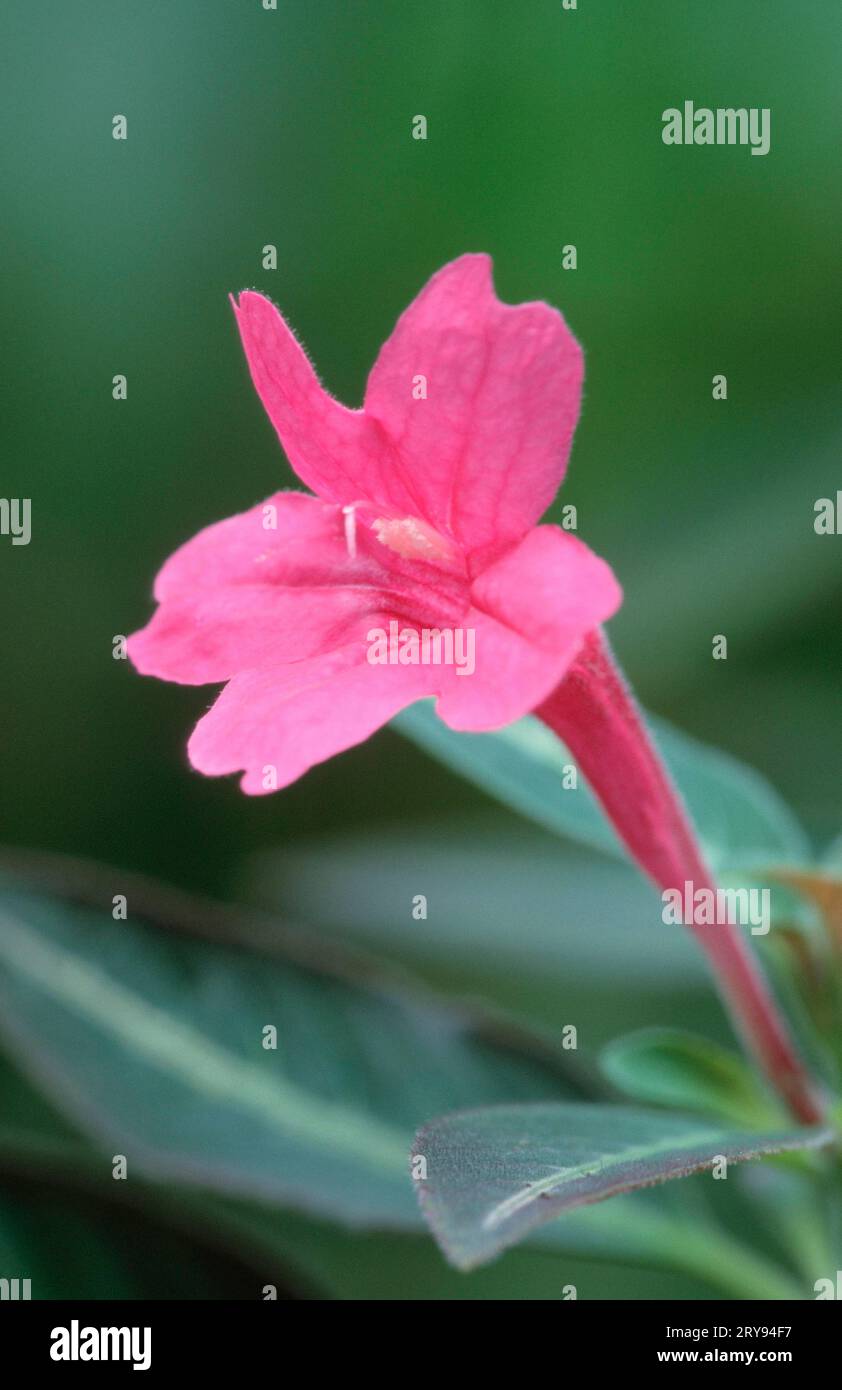 Four-o'clock (South America) (South Four-o'clock flowers) (Flowers) (Garden plants) (Wonderflower family) (Nyctaginaceae) (Mirabilis jalapa) Stock Photo