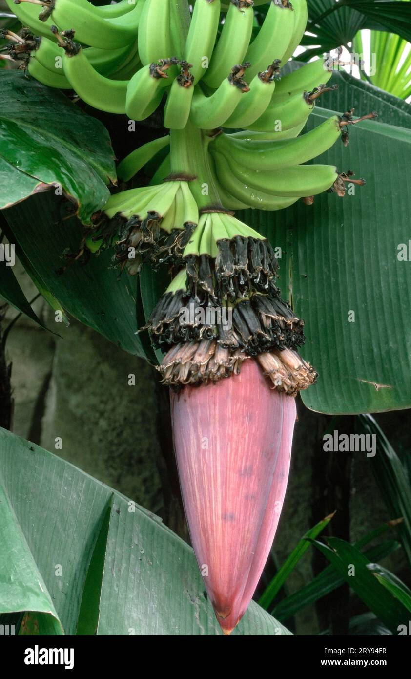 Banana (Musa cavendishii), Banana tree (trees) (crops) (Banana family