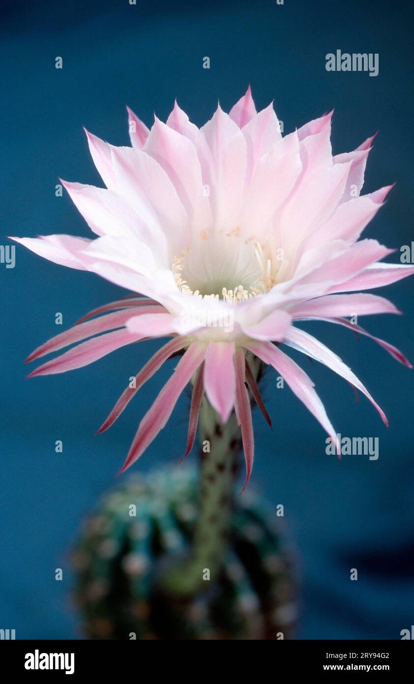 Hedgehog cactus (Cactaceae) (Echinopsis), sea urchin cactus flower (plants) (Cacti) (closeup