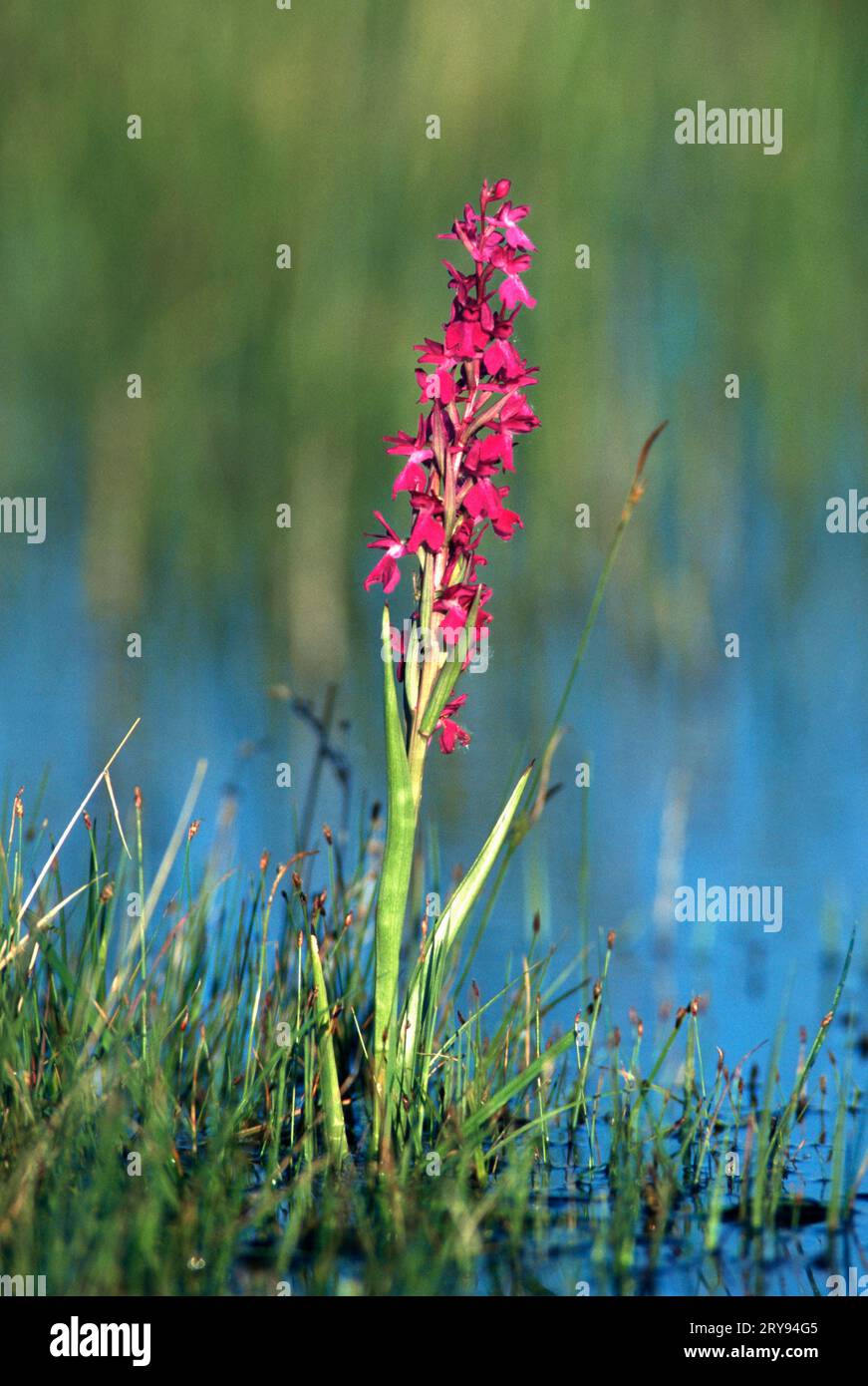 Loose-flowered Orchid, Austria (Orchis palustris), marsh orchid, Lake Neusiedl (Europe) (flowers) (plants) (orchids (Orchidaceae) (orchids) (marsh Stock Photo