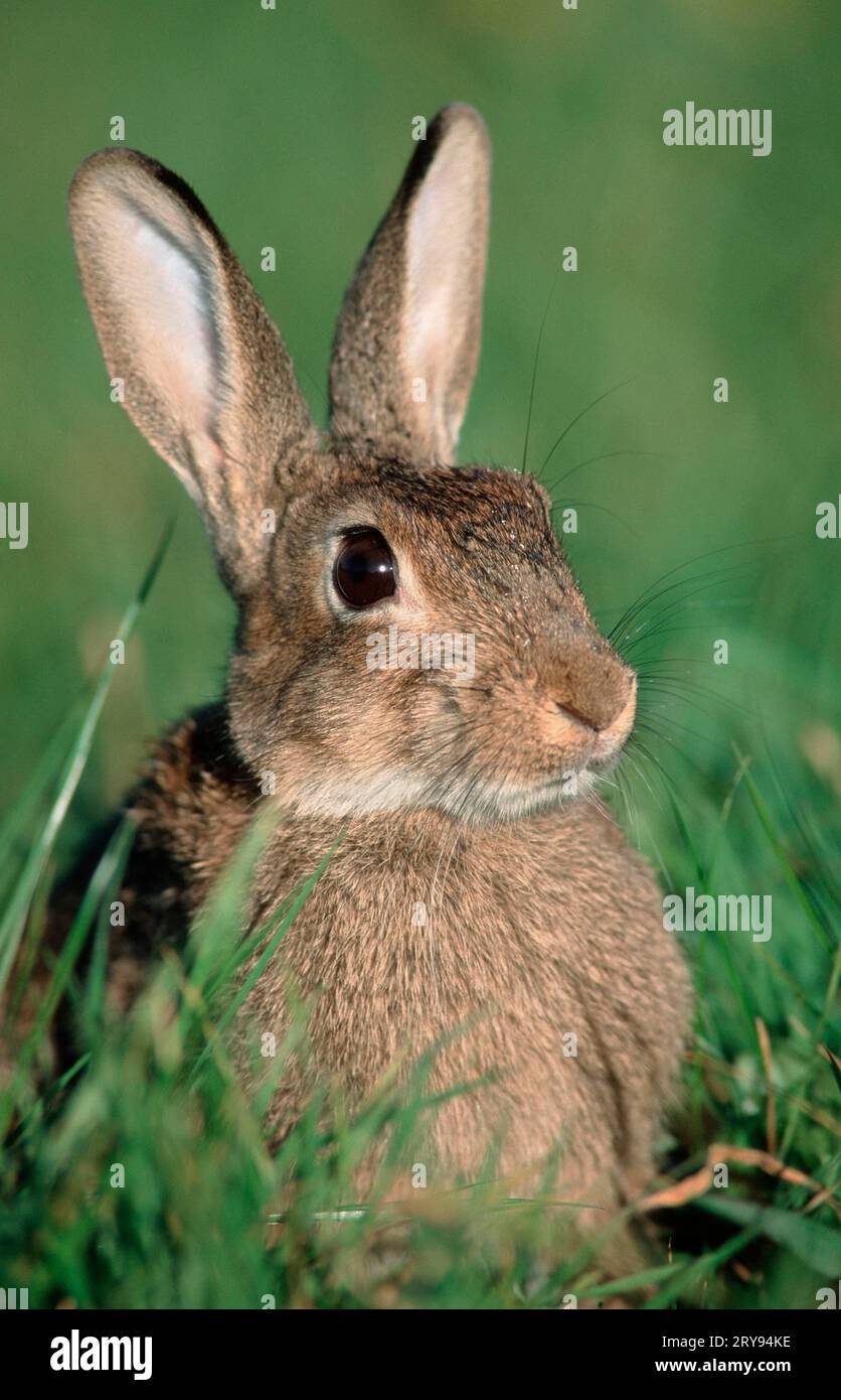 European Rabbit (Oryctolagus cuniculus), North Rhine-Westphalia ...