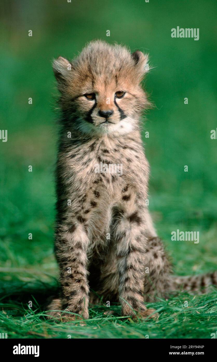 Cheetah (Acinonyx jubatus) cub 3 months old Stock Photo