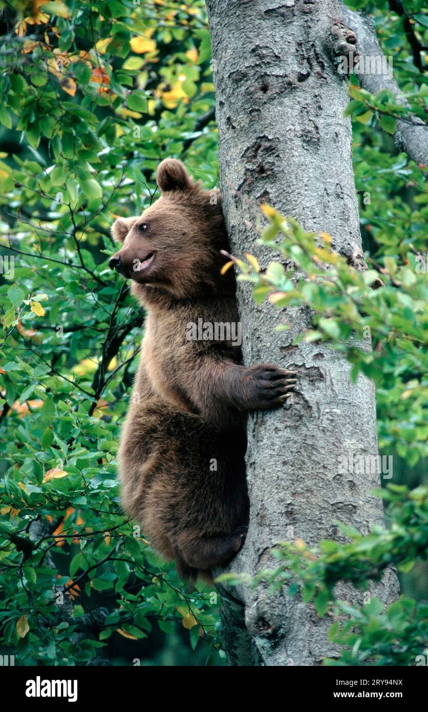 European brown bear (Ursus arctos Stock Photo - Alamy