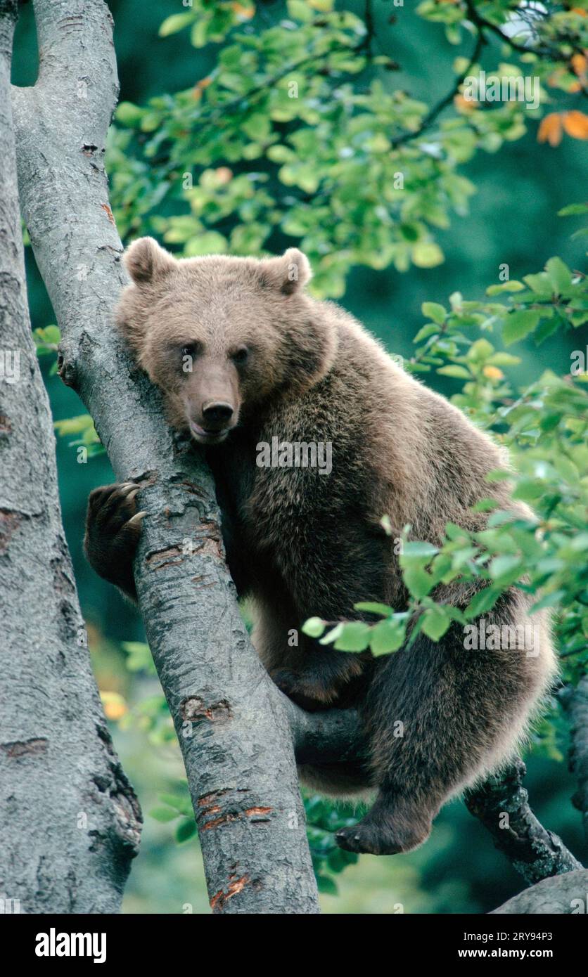 European Brown Bear (Ursus arctos Stock Photo - Alamy