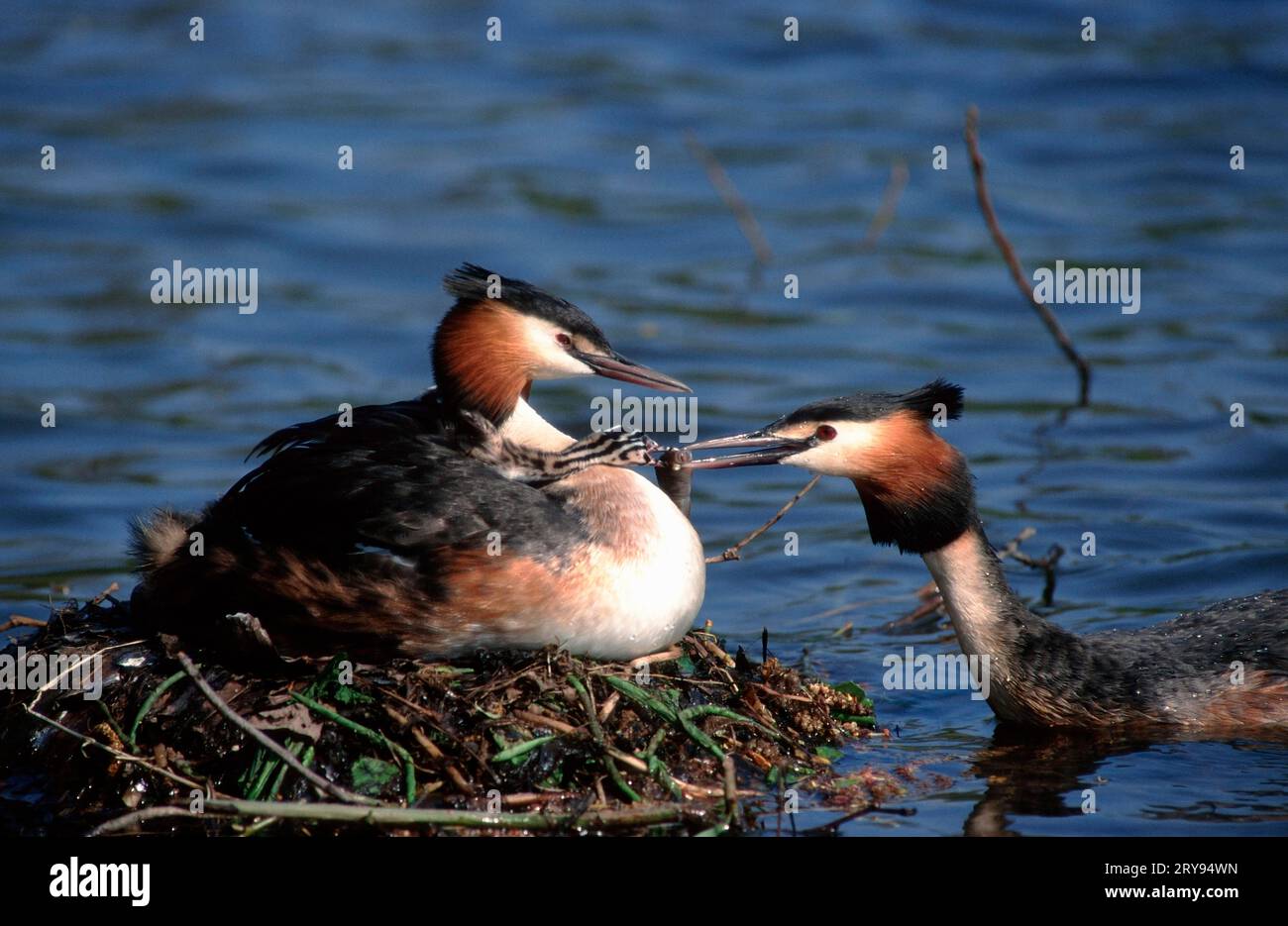 Great Crested Grebes (Podiceps cristatus), pair at nest, feeding chick, North Rhine-Westphalia, Germany Stock Photo