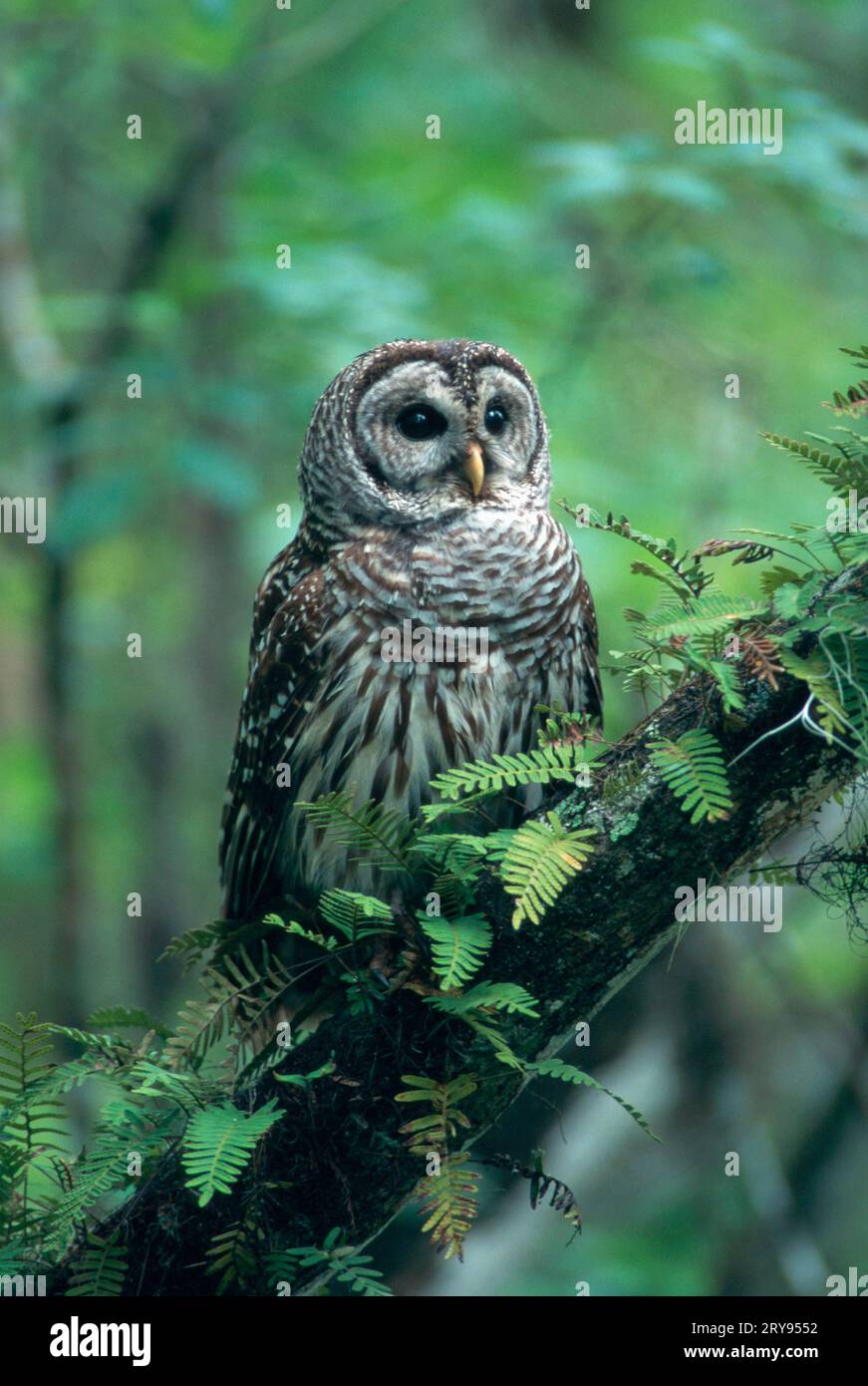 Strix Vari Barred Owl (Strix varia), Corkscrew Swanp Sanctuary, Florida, USA Stock ...