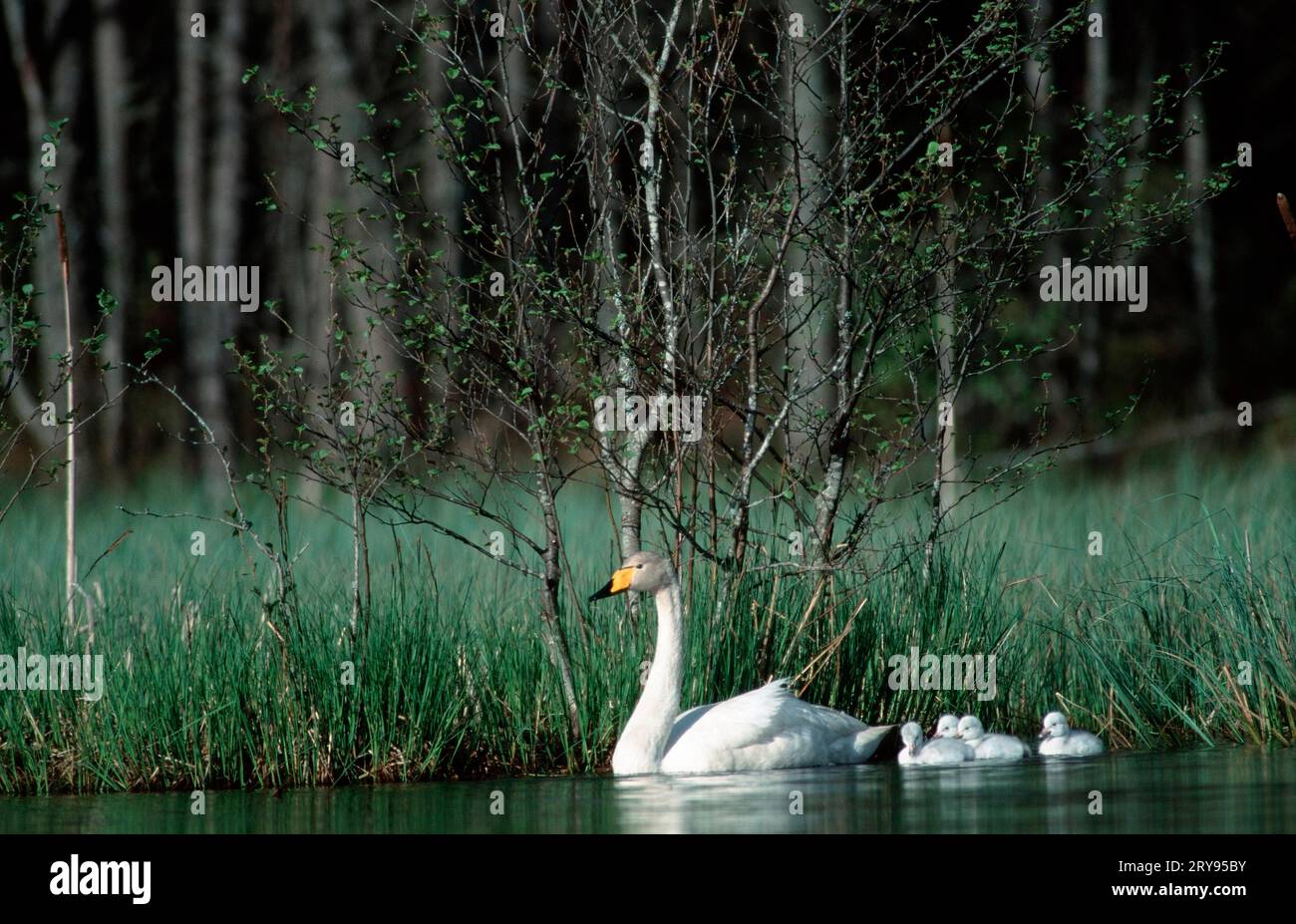 Whooper Swan with chicks, Tiveden, Sweden (Cyngus cygnus) Stock Photo