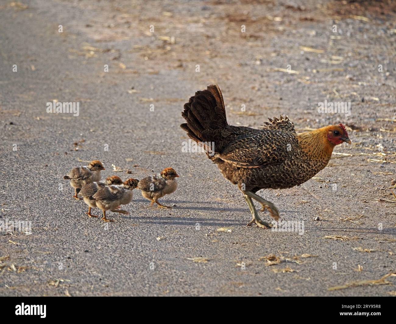 https://c8.alamy.com/comp/2RY95R8/braekel-brackel-or-brakel-mother-hen-a-distinctive-rare-breed-with-brood-of-five-cute-chicks-crossing-surfaced-farmyard-in-cumbria-england-uk-2RY95R8.jpg