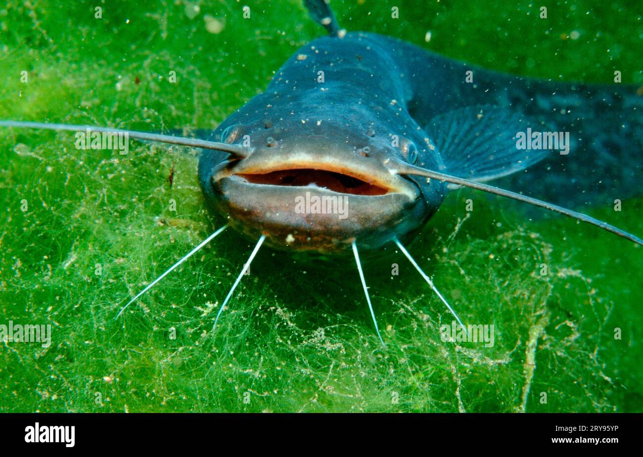 American dwarf catfish, quarry pond, Baden-Wuerttemberg (Ictalurus nebulosus) (Ameiurus nebulosus), Long-tailed catfish, Germany Stock Photo