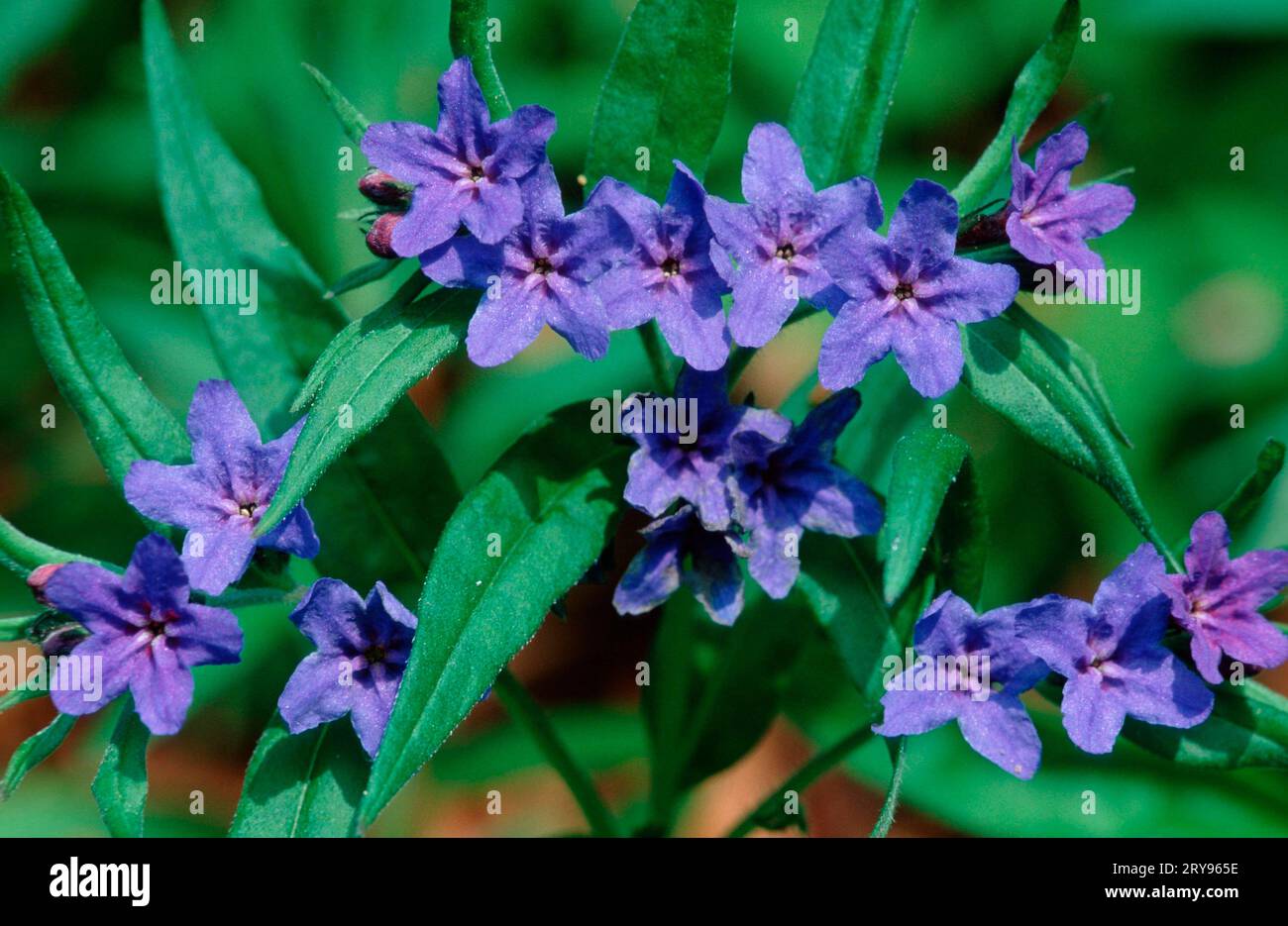 (Lithospermum purpureo-coeruleum) Stock Photo