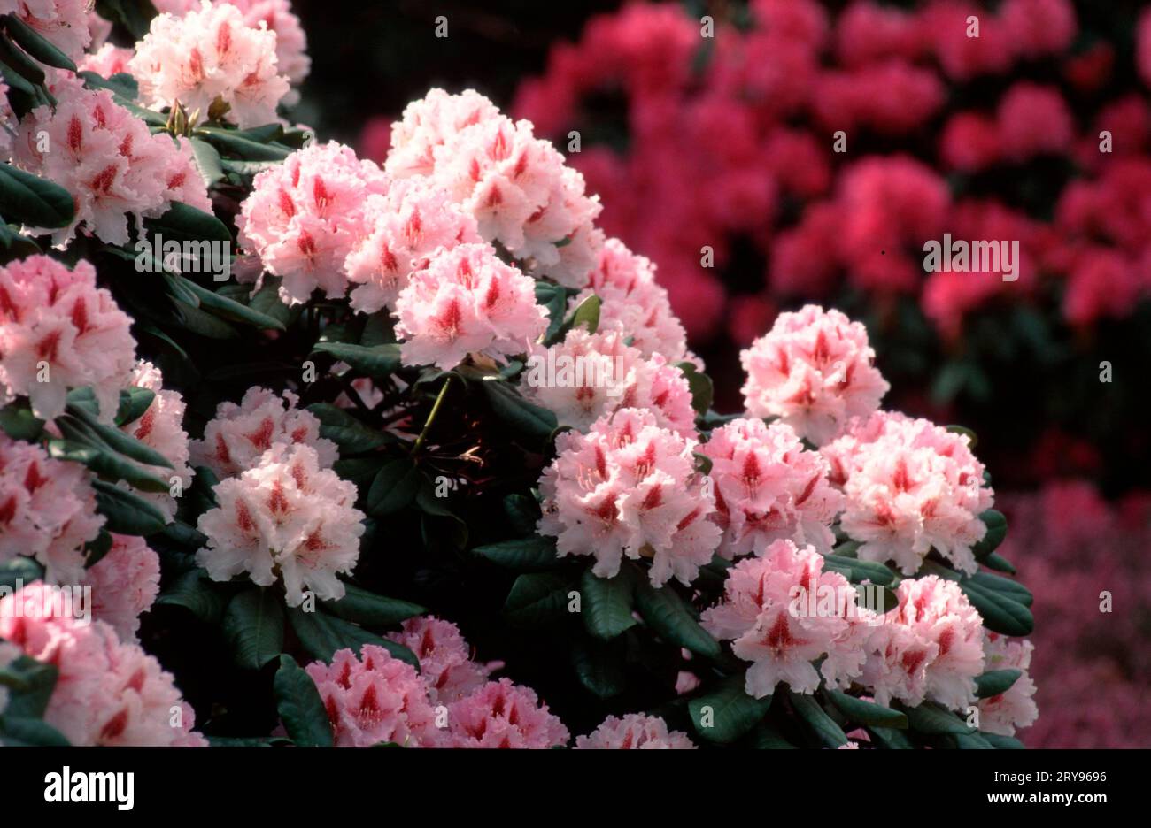 Rhododendron hybride hi-res stock photography and images - Alamy