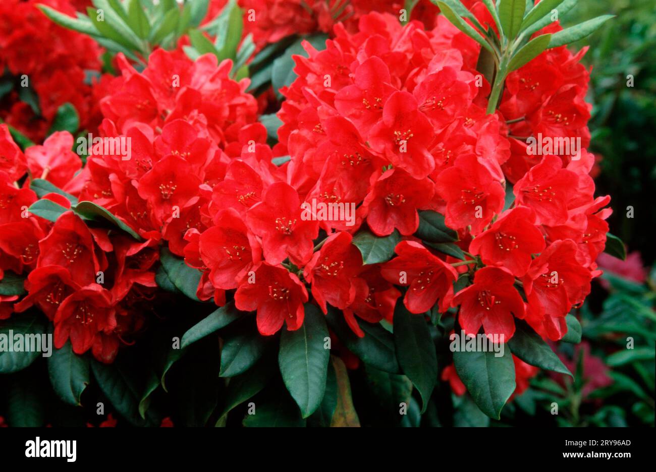 Rhododendron hybride hi-res stock photography and images - Alamy