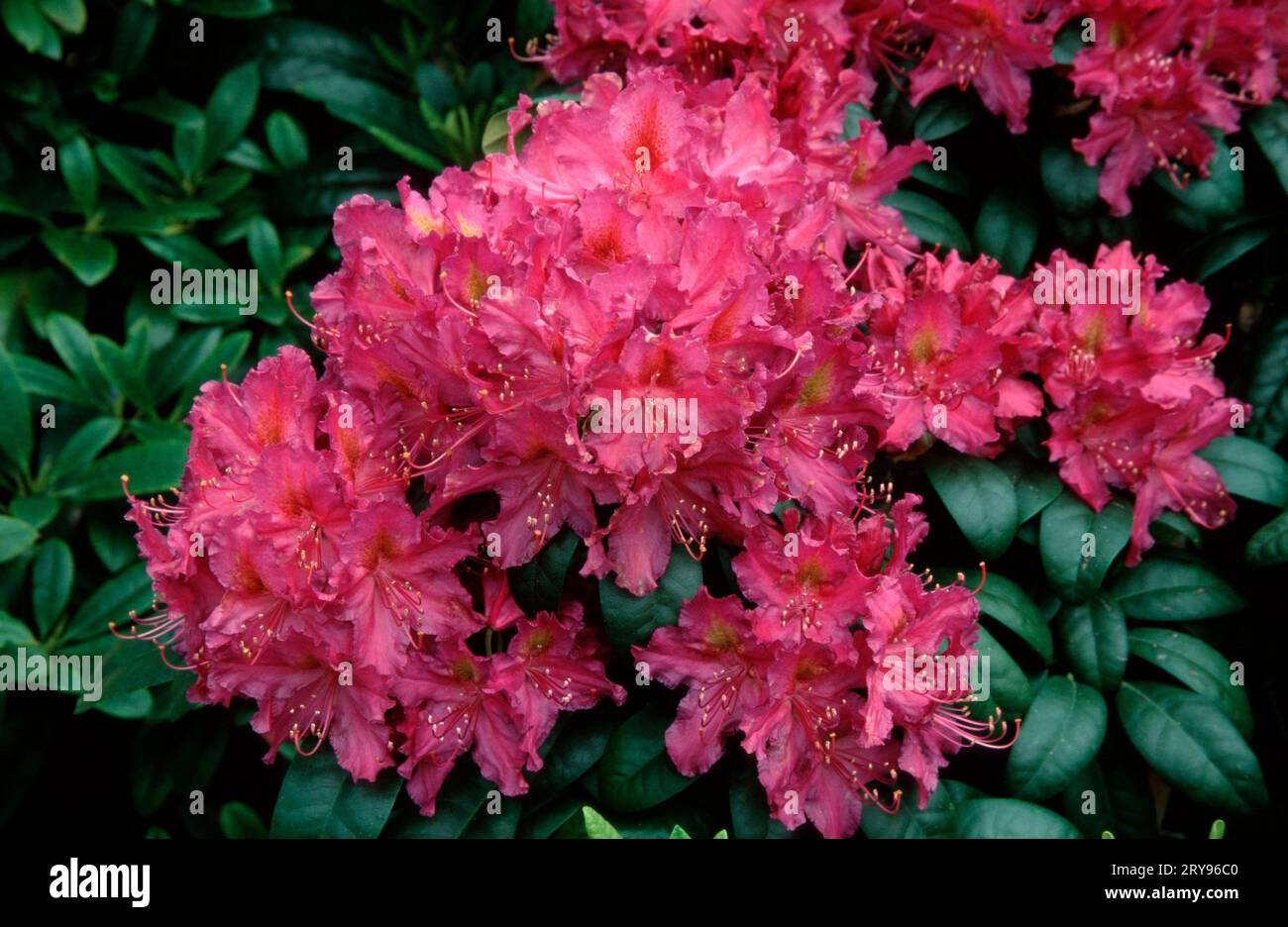 Rhododendron hybride hi-res stock photography and images - Alamy