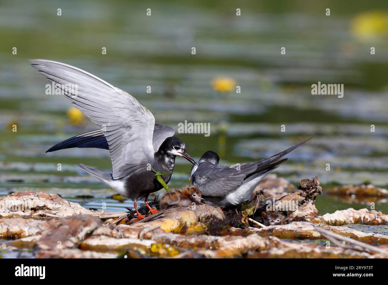 Black Tern (Chlidonias niger), adult with young on the nest, adult with jumper on the clutch, Naturpark Flusslandschaft Peenetal Stock Photo