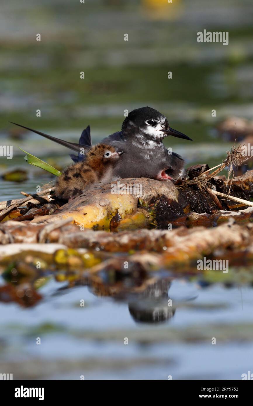 Black Tern (Chlidonias niger), adult with young on the nest, adult with jumper on the clutch, Naturpark Flusslandschaft Peenetal Stock Photo