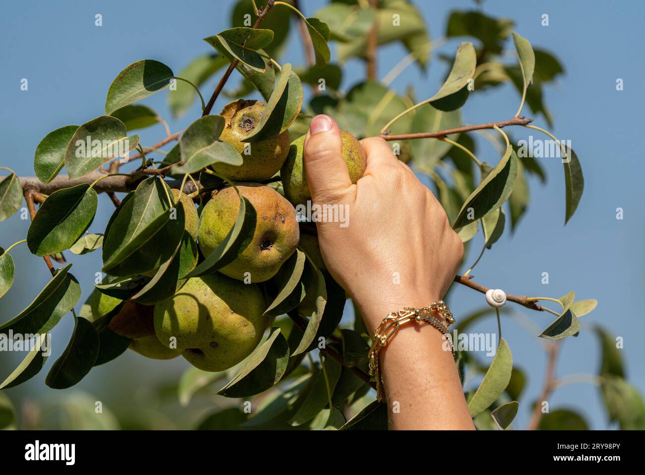 Woman's hand picking fruit. picking a pear from a branch. Stock Photo