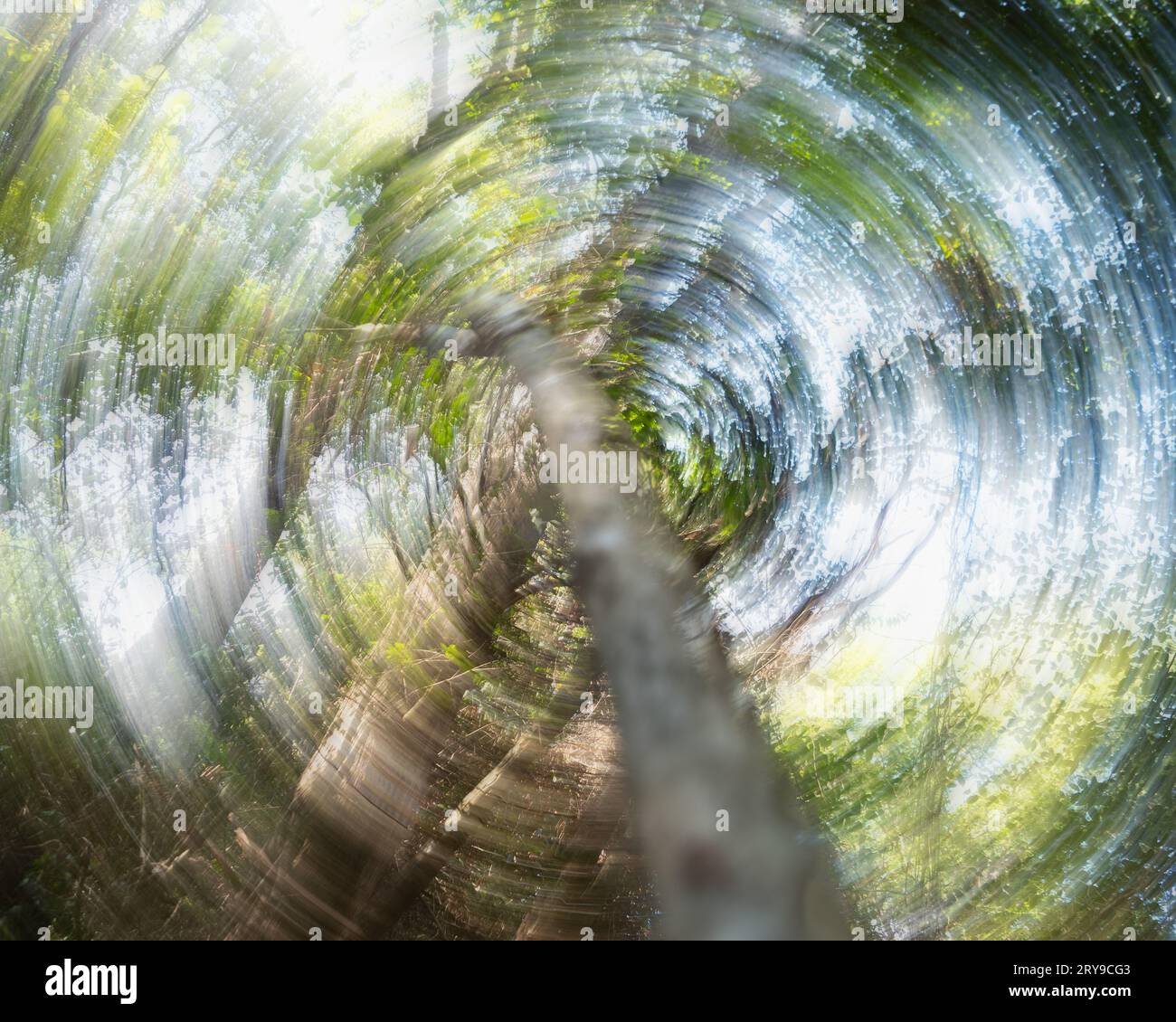 Deciduous tree canopy in Kleb Woods State Park in Texas photographed