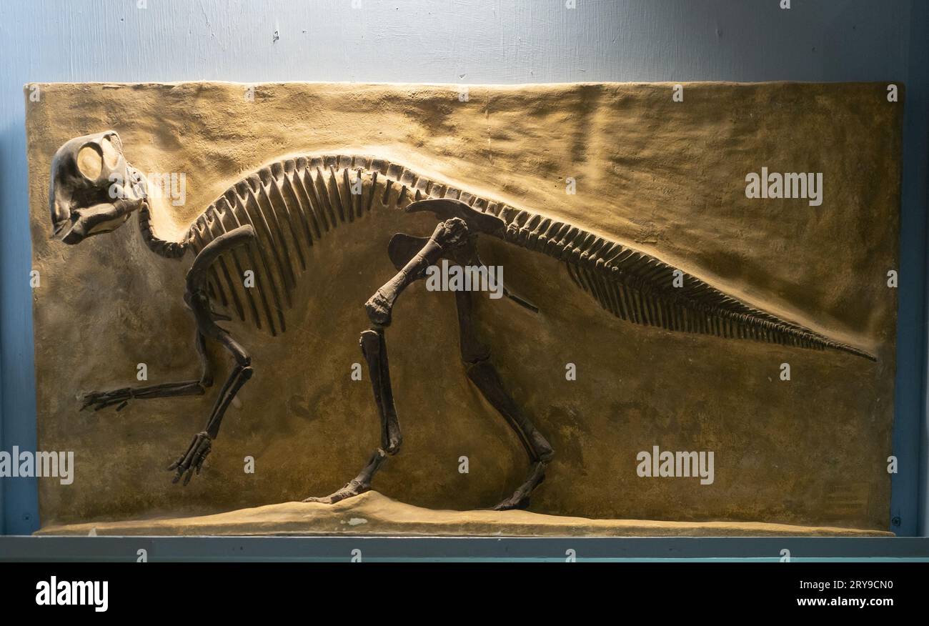 The fossilized skeleton of a Maiasaura Peeblesorum, or Good Mother Lizard, nestling on display at the Montana Dinosaur Center in Bynum, Montana. Stock Photo