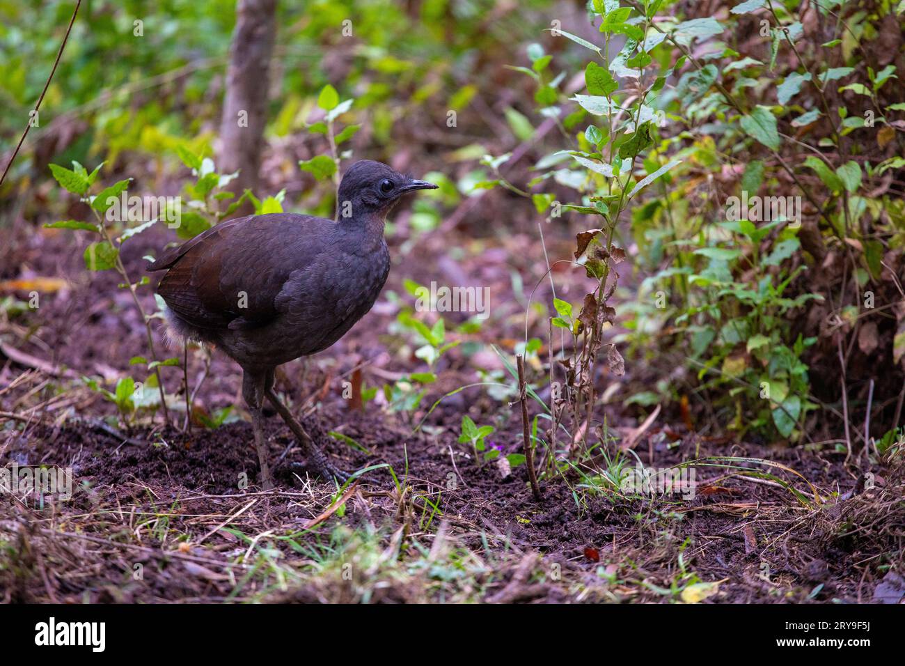 Lyrebird baby without tail feathers on the ground. Stock Photo