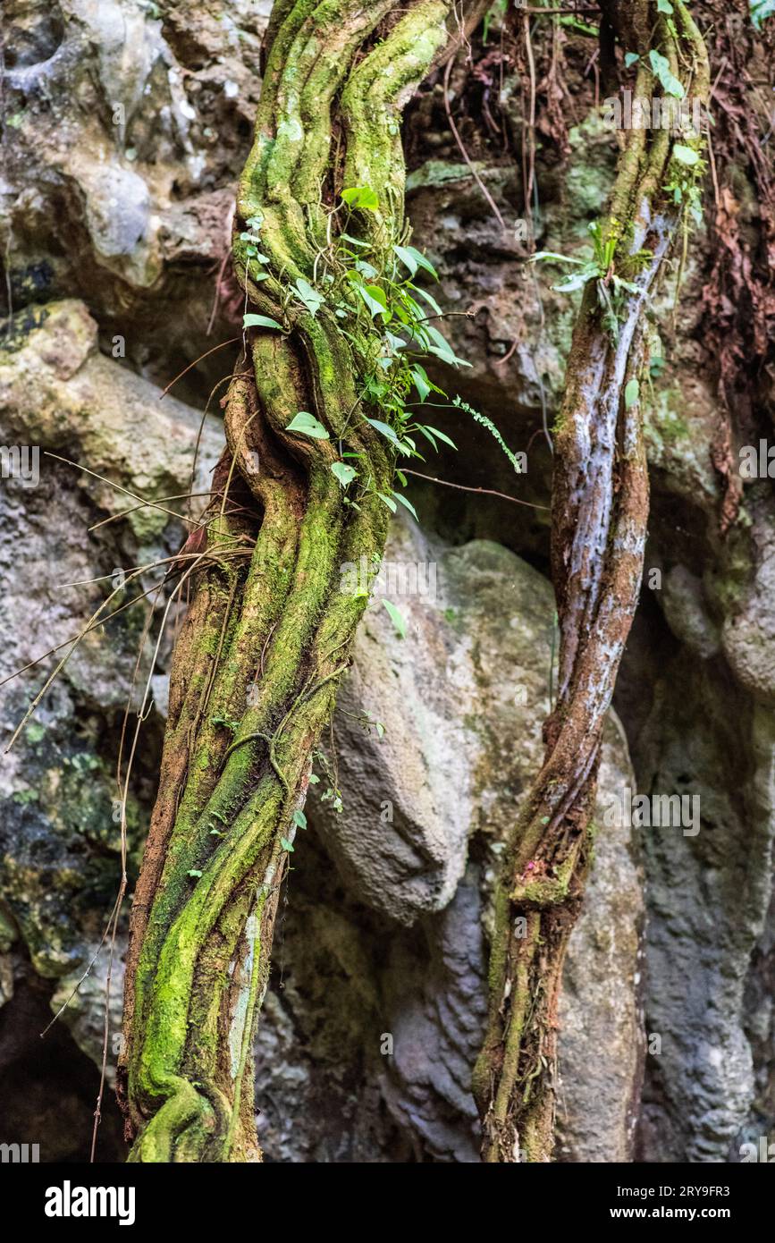 Ayahuasca liana, peruvian jungle, Perú. Stock Photo