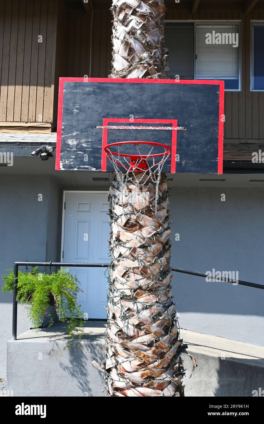 FULLERTON, CALIFORNIA - 12 SEPT 2023: Basketball Hoop attached to a palm tree on Library Lane. Stock Photo