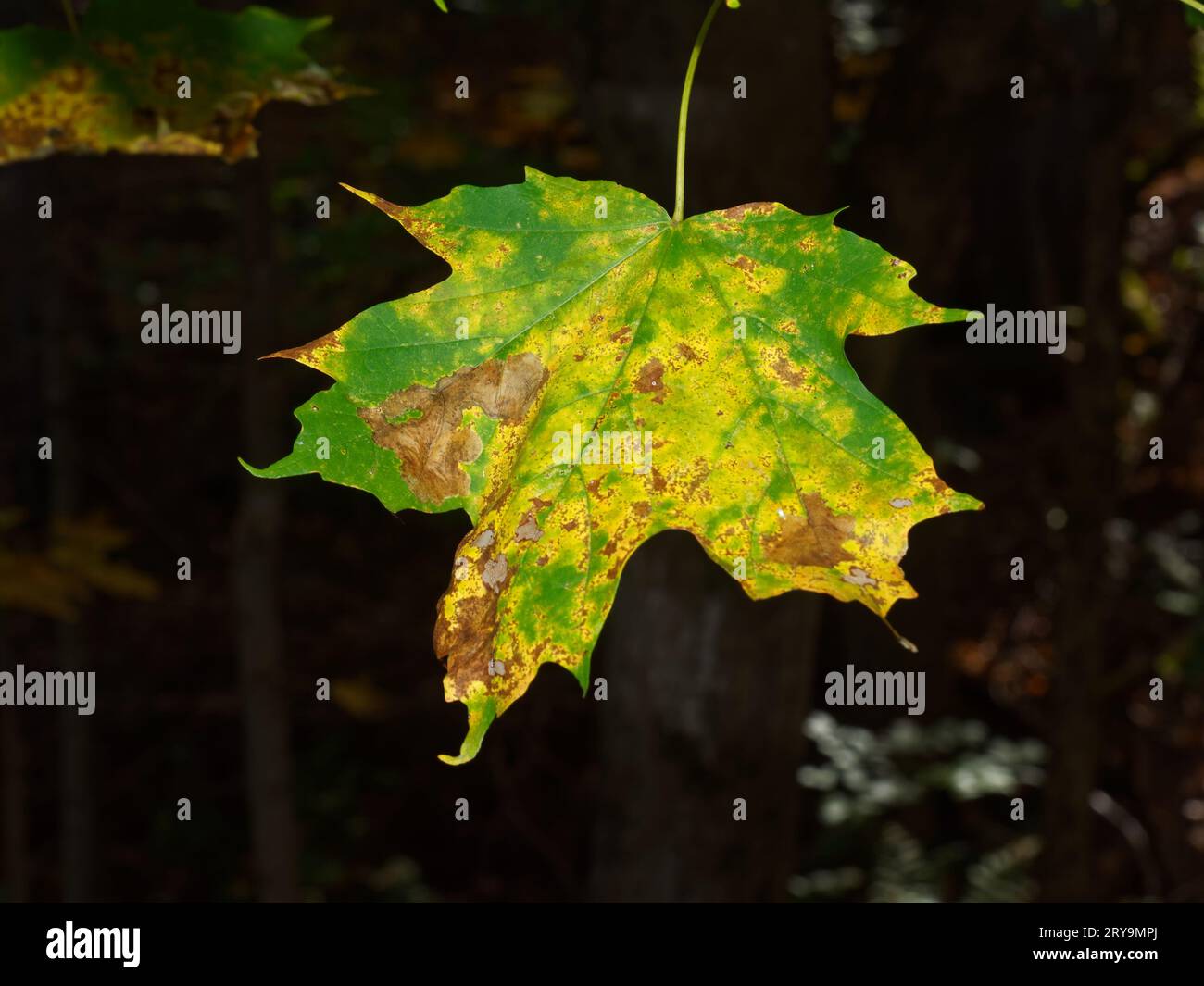 Fungus infected Maple leaf. Quebec,Canada Stock Photo