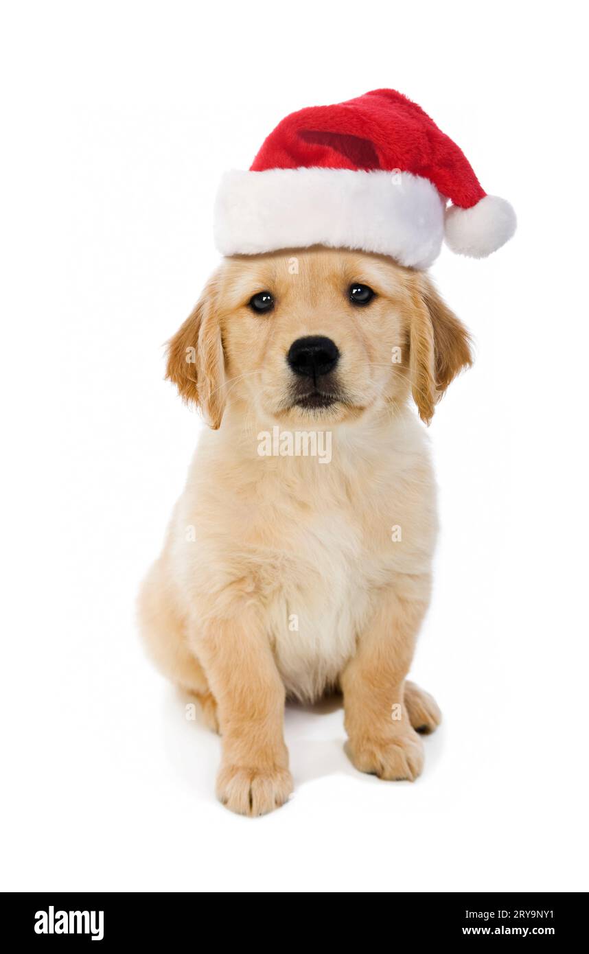 8 week old Golden Retriever puppy on a white background. Missy Stock ...