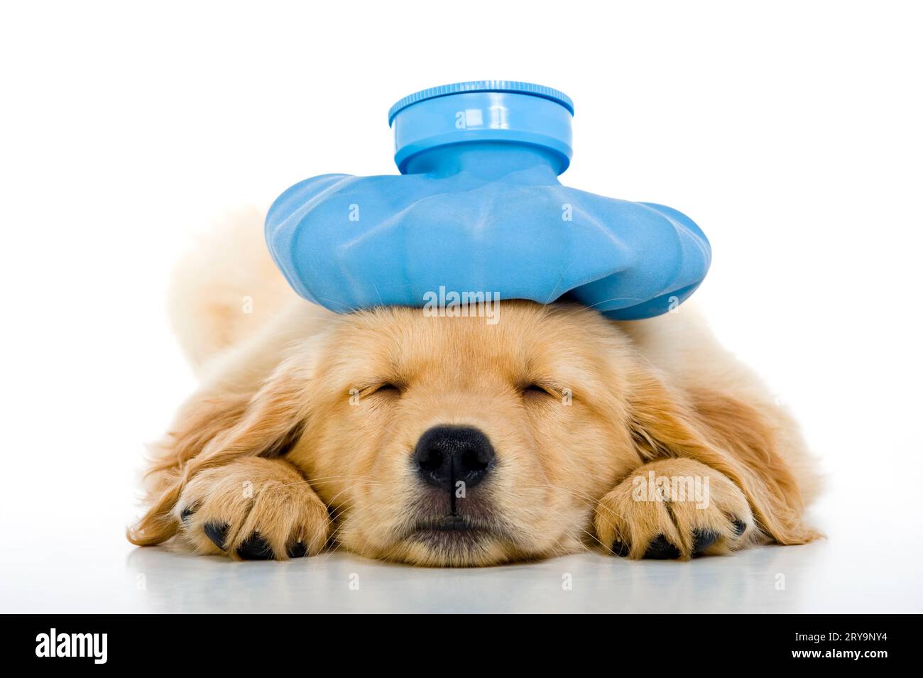 An Under the weather cute 8 week old Golden Retriever puppy with a blue ...