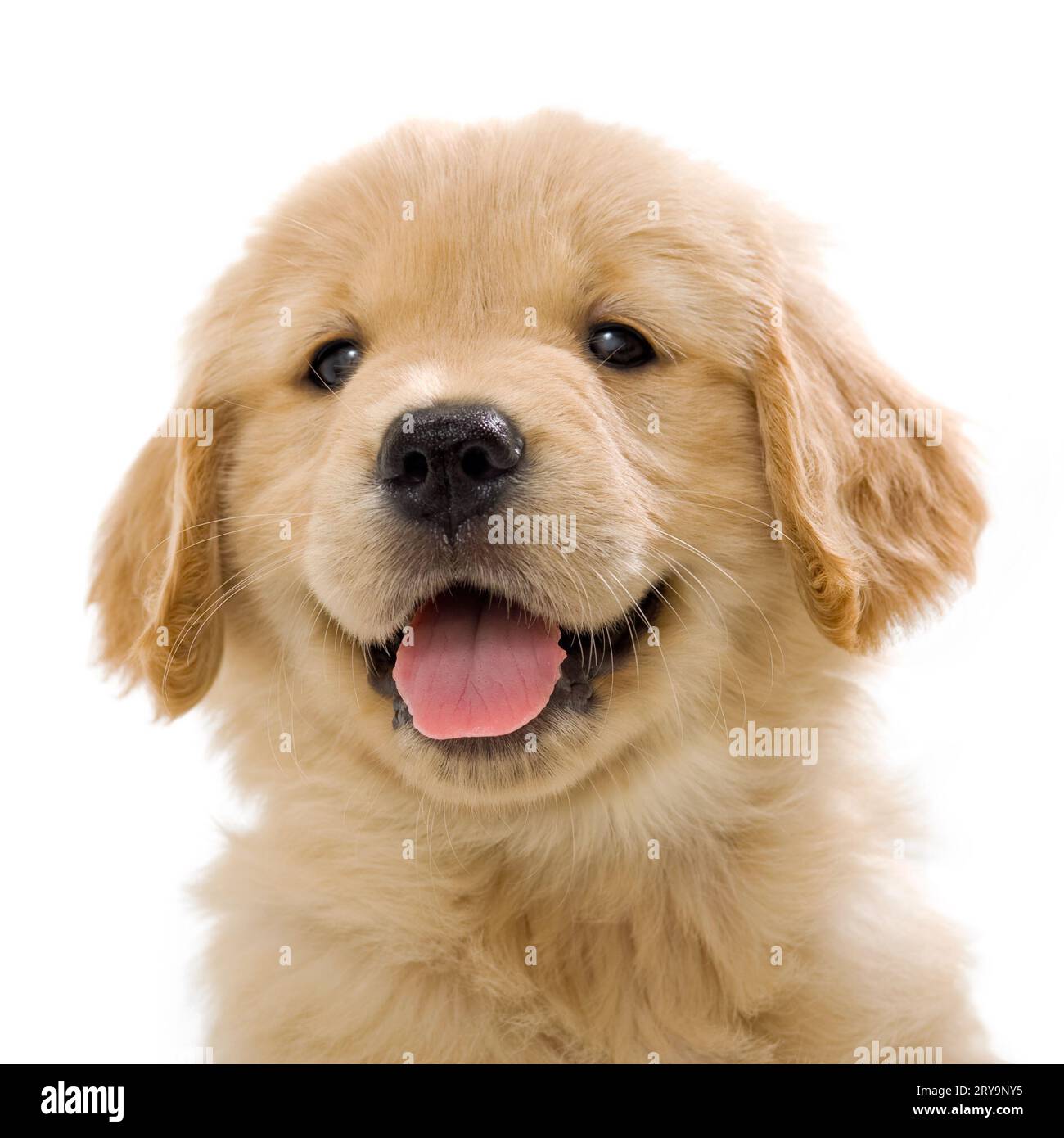 Happy 7 Week old Golden Retriever puppy on white background Stock Photo ...