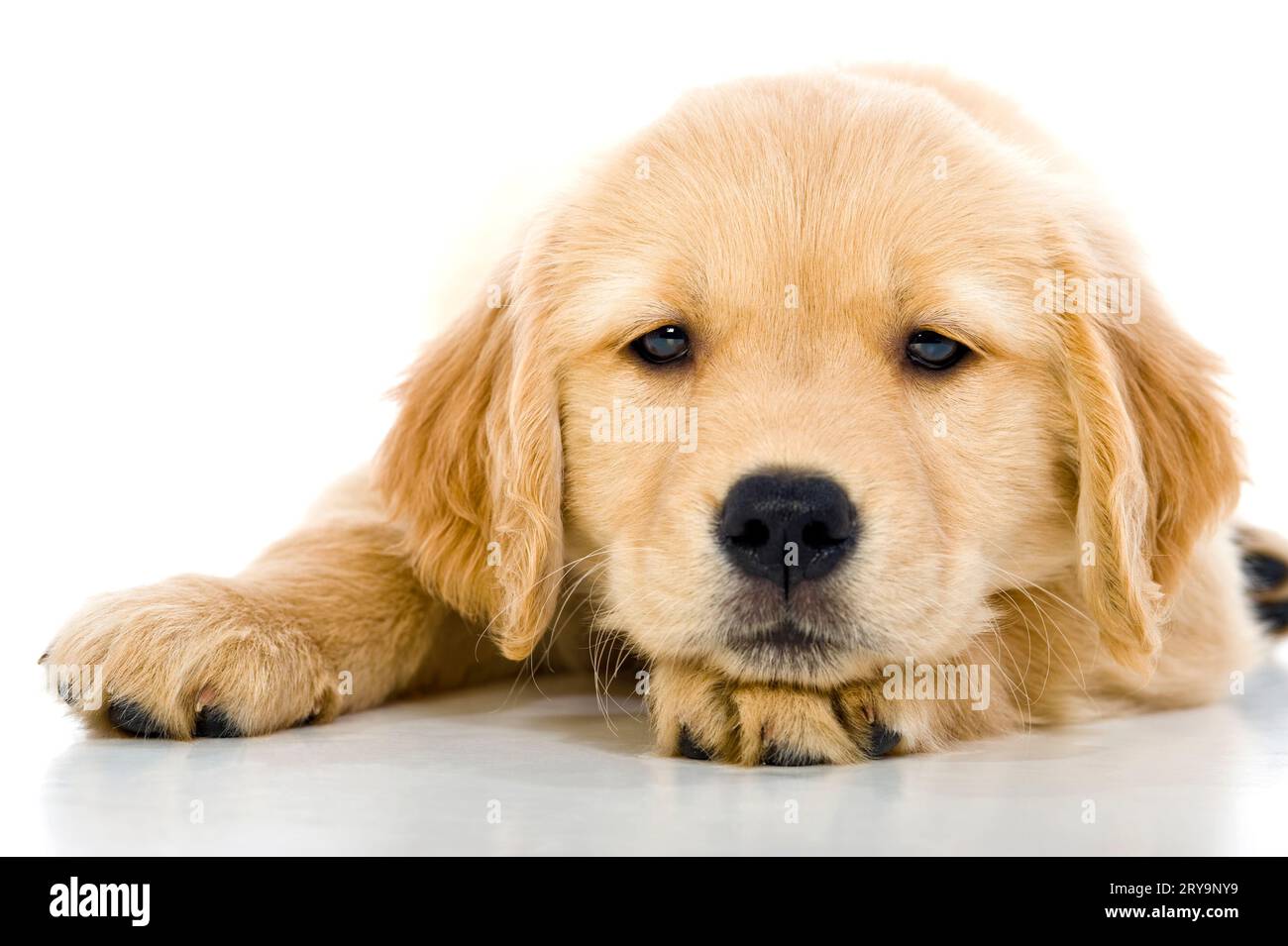 8 week old Golden Retriever puppy on a white background. Missy Stock ...