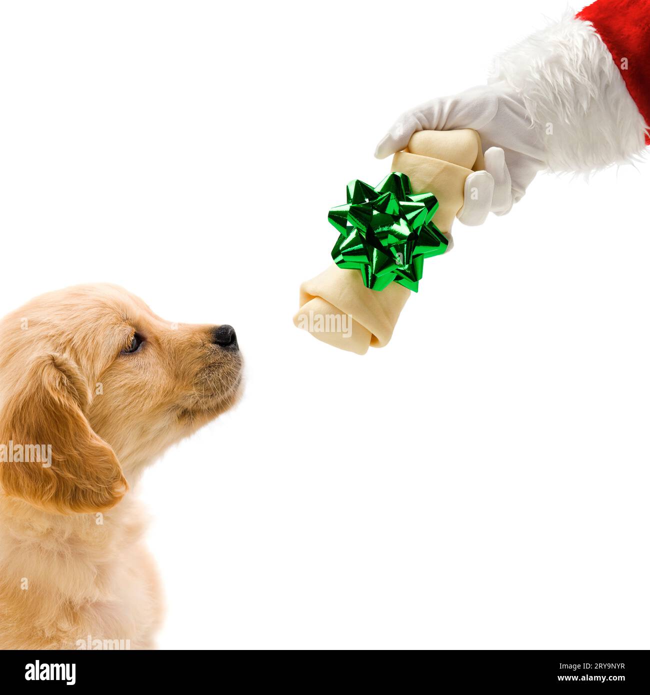 https://c8.alamy.com/comp/2RY9NYR/a-7-week-old-golden-retriever-puppy-waits-for-a-treat-patiently-as-santa-clause-holds-the-rawhide-in-his-hand-against-a-white-background-missy-2RY9NYR.jpg