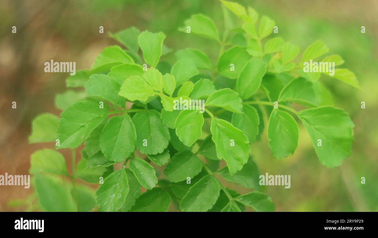Cape honeysuckle or capensis plant. In Indonesia called