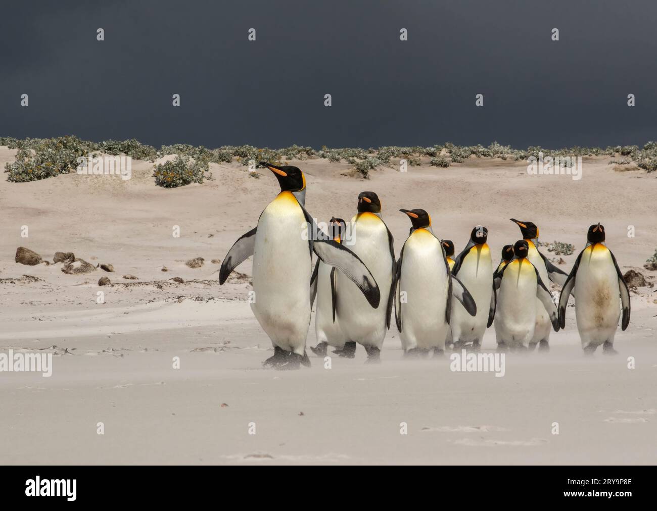 King Penguin Flock on the March Stock Photo