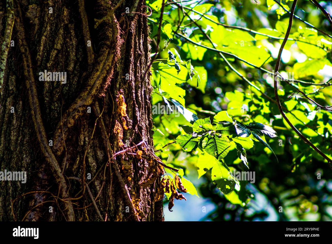 Vine covered tree bark Stock Photo Alamy