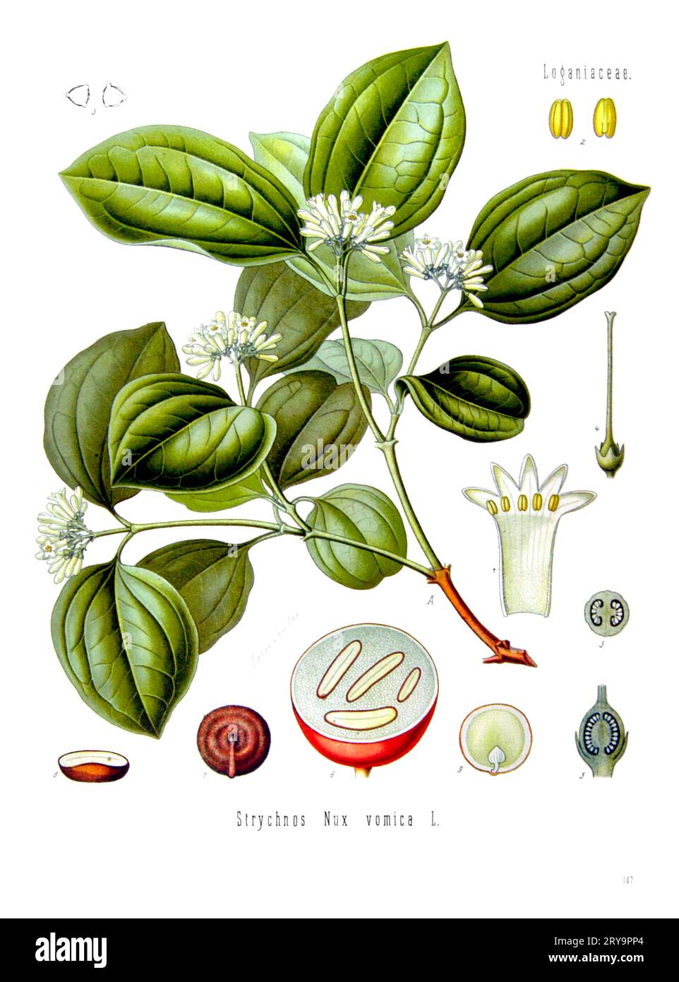 Strychnine tree (Nux vomica), illustration Stock Photo