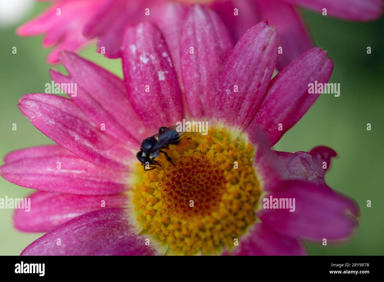 Native bee on pink daisy flower Stock Photo
