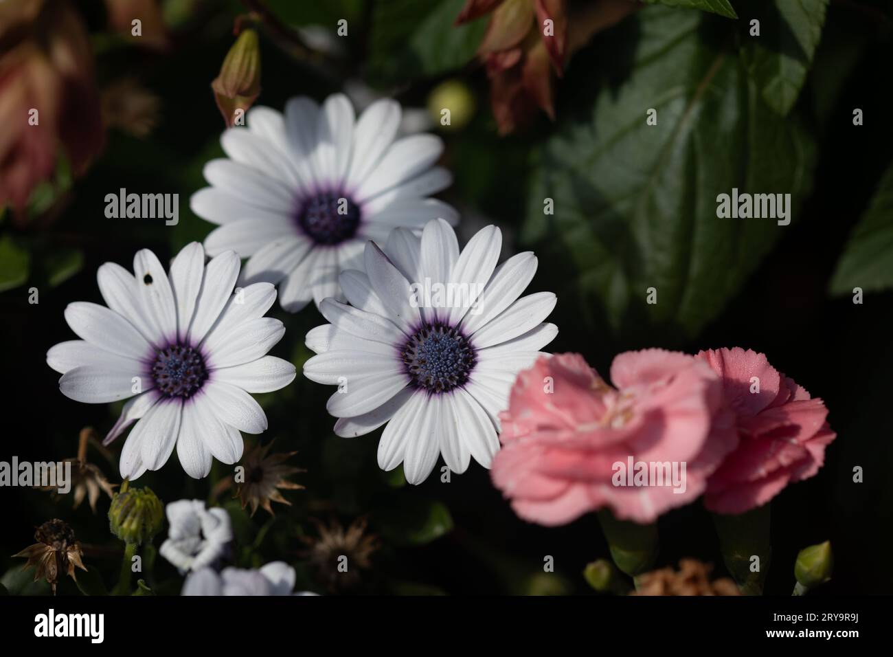 White daisy flowers and pink camellias in garden Stock Photo
