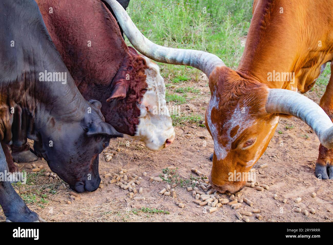 A light brown Texas bull eats pellets off of the ground next to two cows Stock Photo
