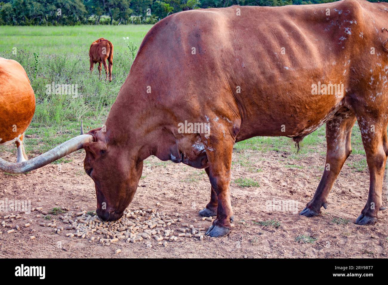 A bull in Texas stops to eat pellets off of the ground Stock Photo