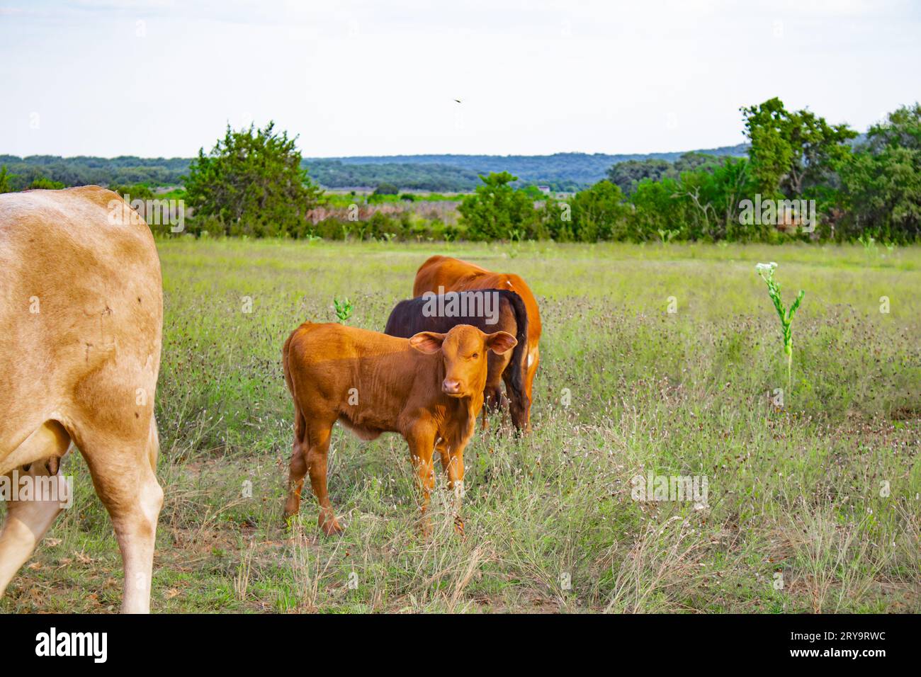 A caramel colored brown calf stands in a field near its mother Stock Photo