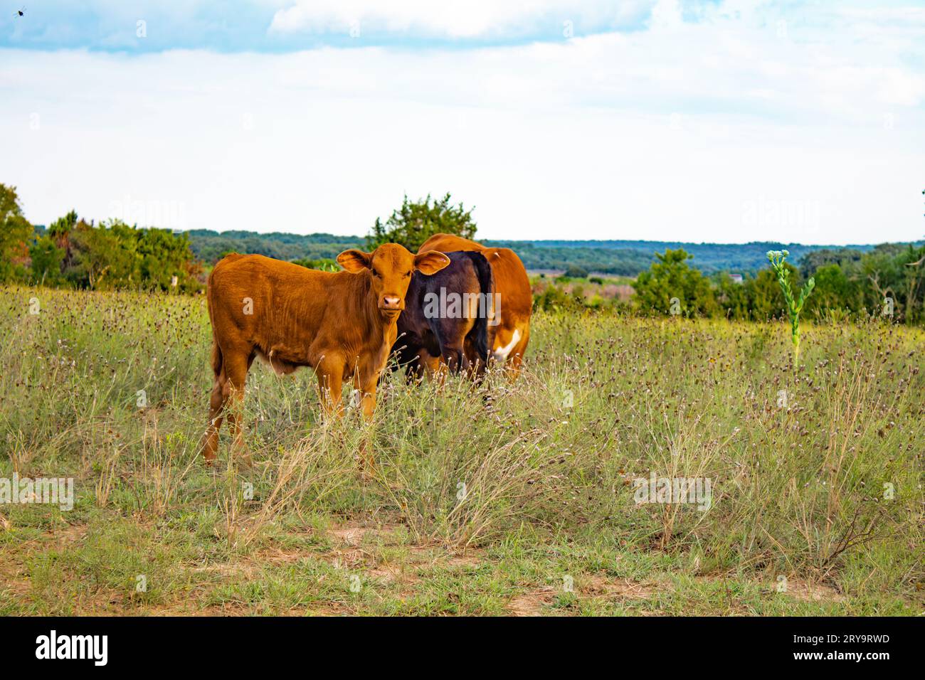 In the texas hills, a brown baby calf stares at the camera Stock Photo
