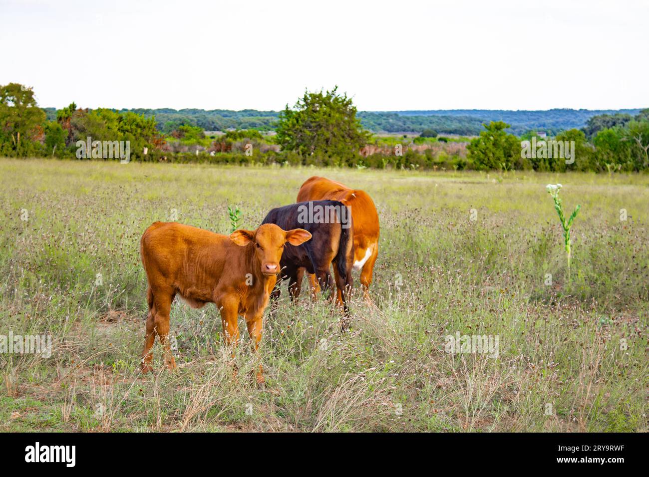 A caramel colored brown calf stands in a field near its mother Stock Photo