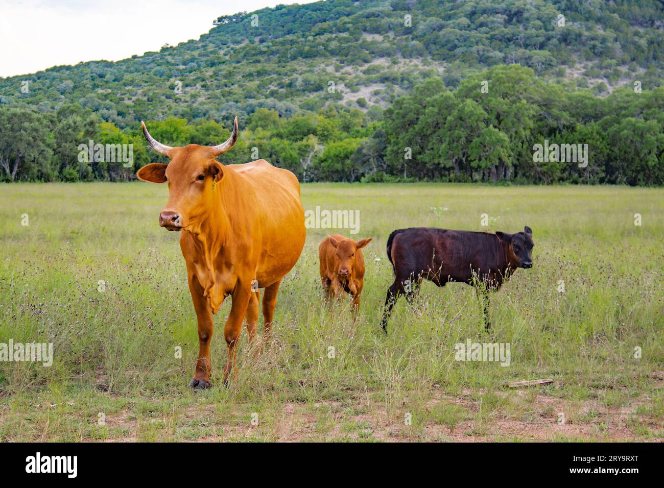 A cow and her calf roam a texan field Stock Photo
