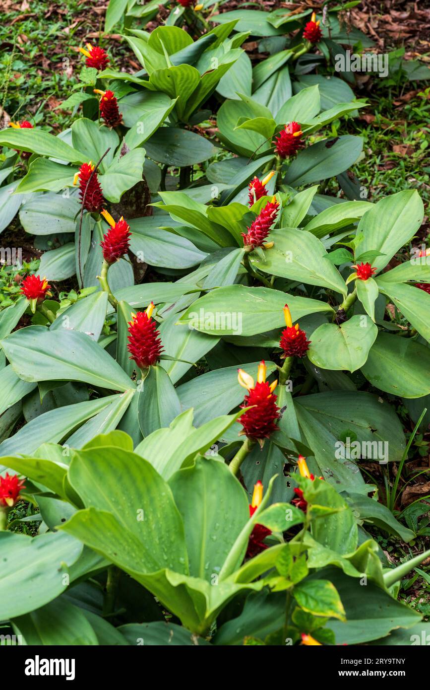Costus comosus (Red Tower Ginger) Stock Photo